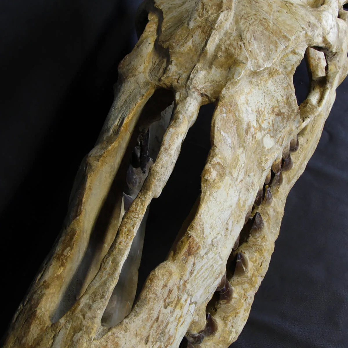 Cranio Fossile Mosasaurus