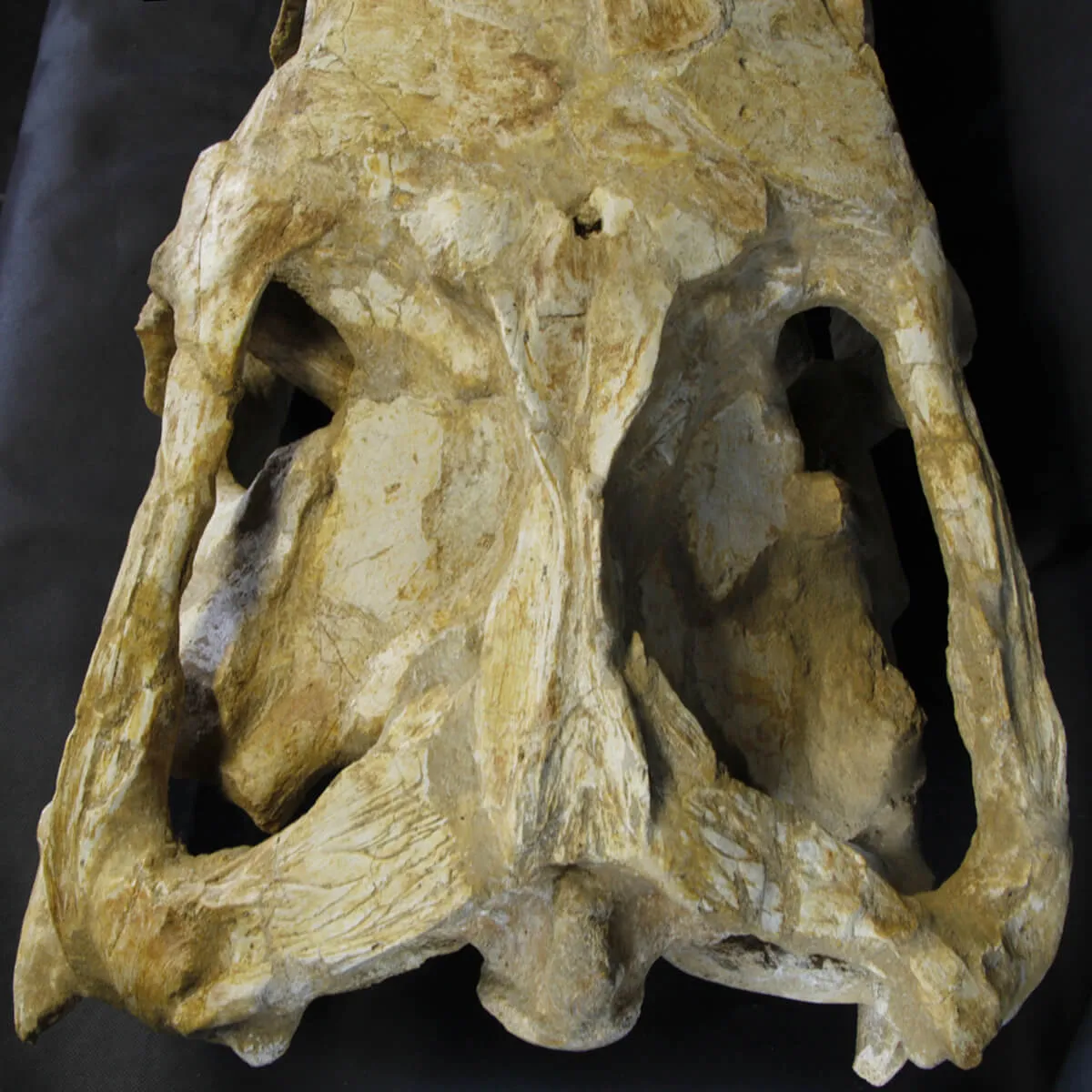 Cranio Fossile Mosasaurus