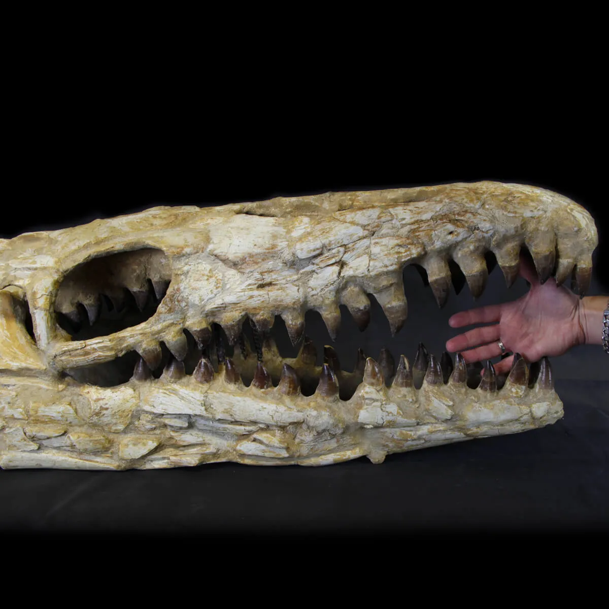 Cranio Fossile Mosasaurus