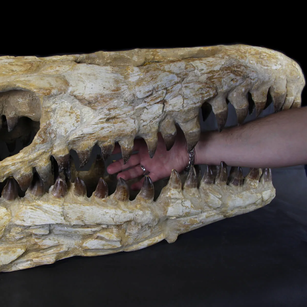 Cranio Fossile Mosasaurus