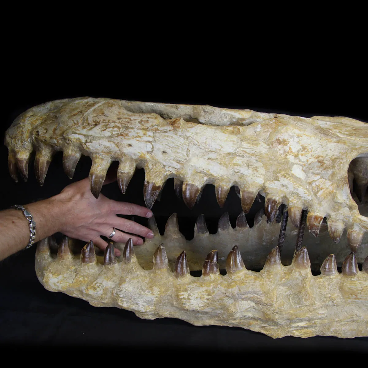 Cranio Fossile Mosasaurus