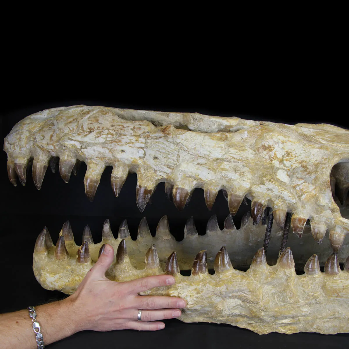 Cranio Fossile Mosasaurus