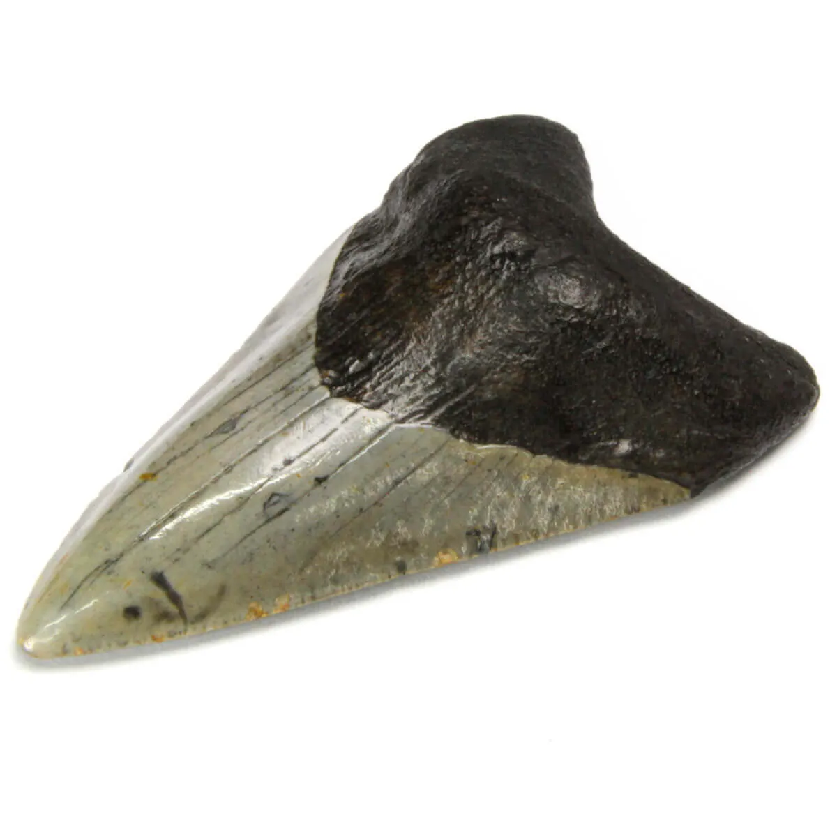Dente di Megalodonte