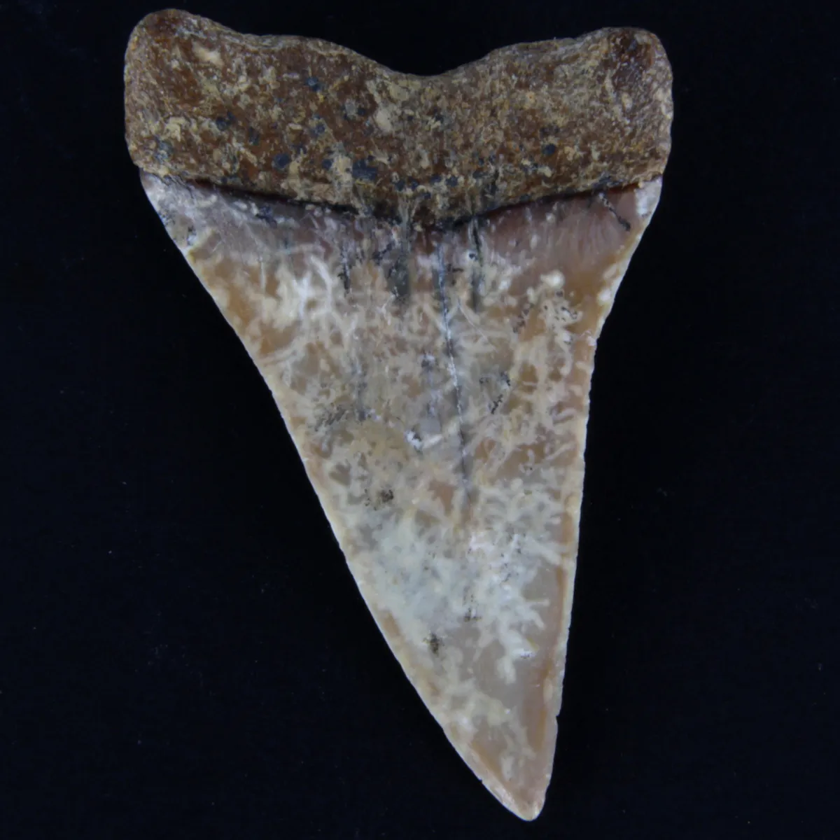 Dente Fossile di Squalo Estinto - Mako Hastalis