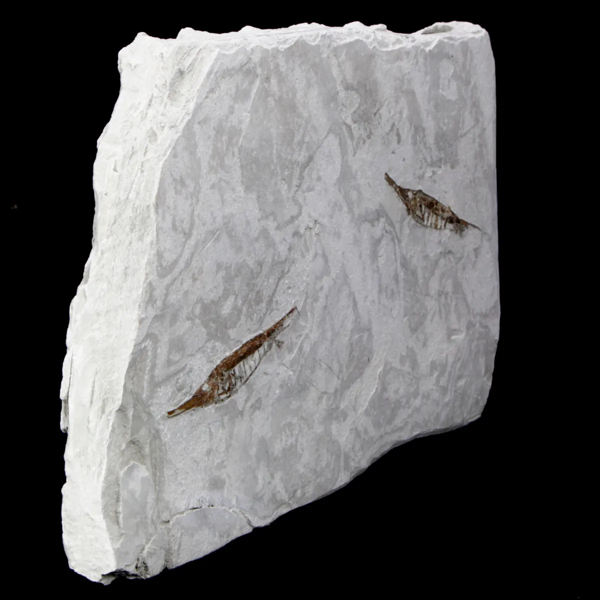 Fistularioides Fossili su Lastra