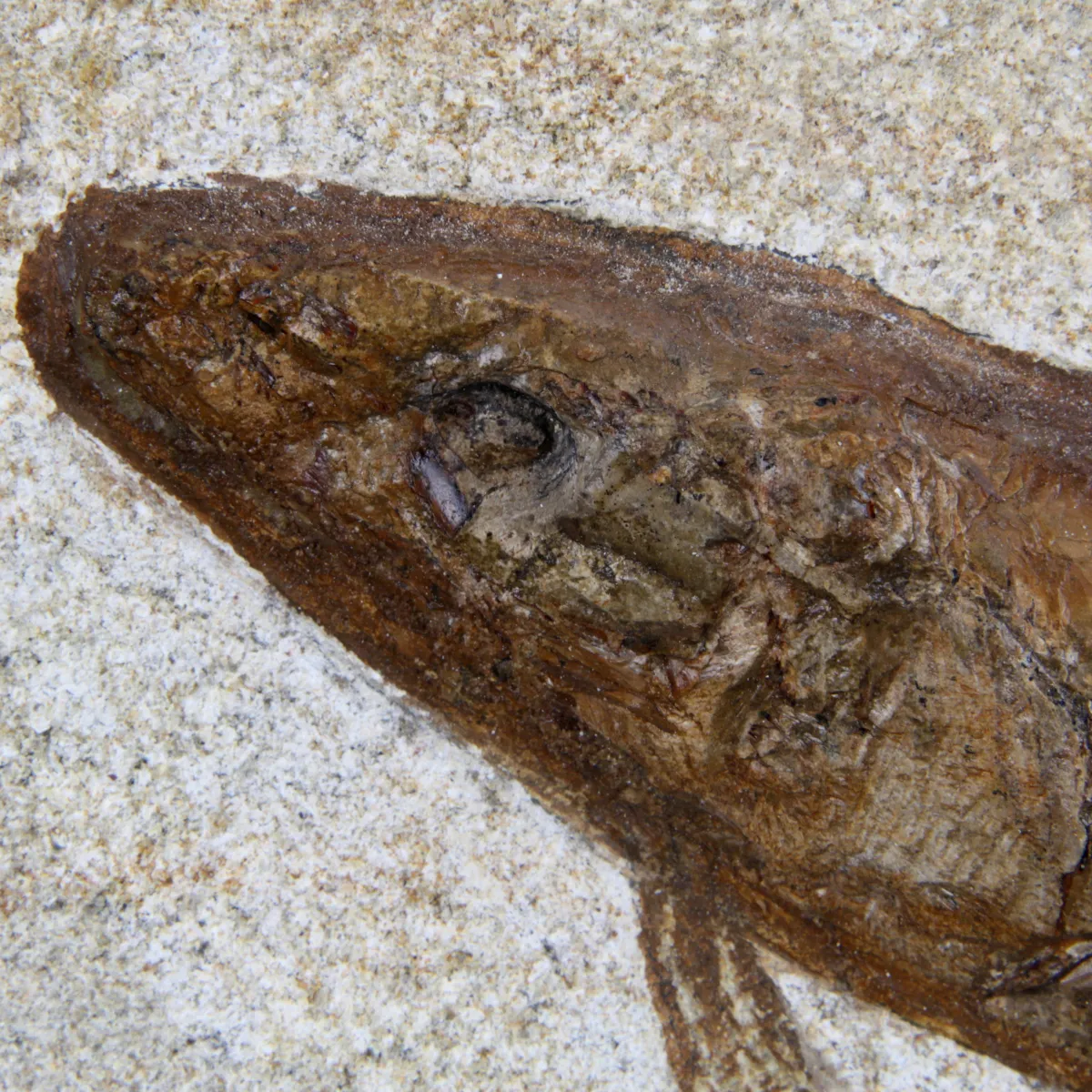 Rhacolepis Buccalis Fossili