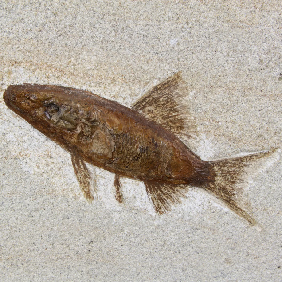 Rhacolepis Buccalis Fossili