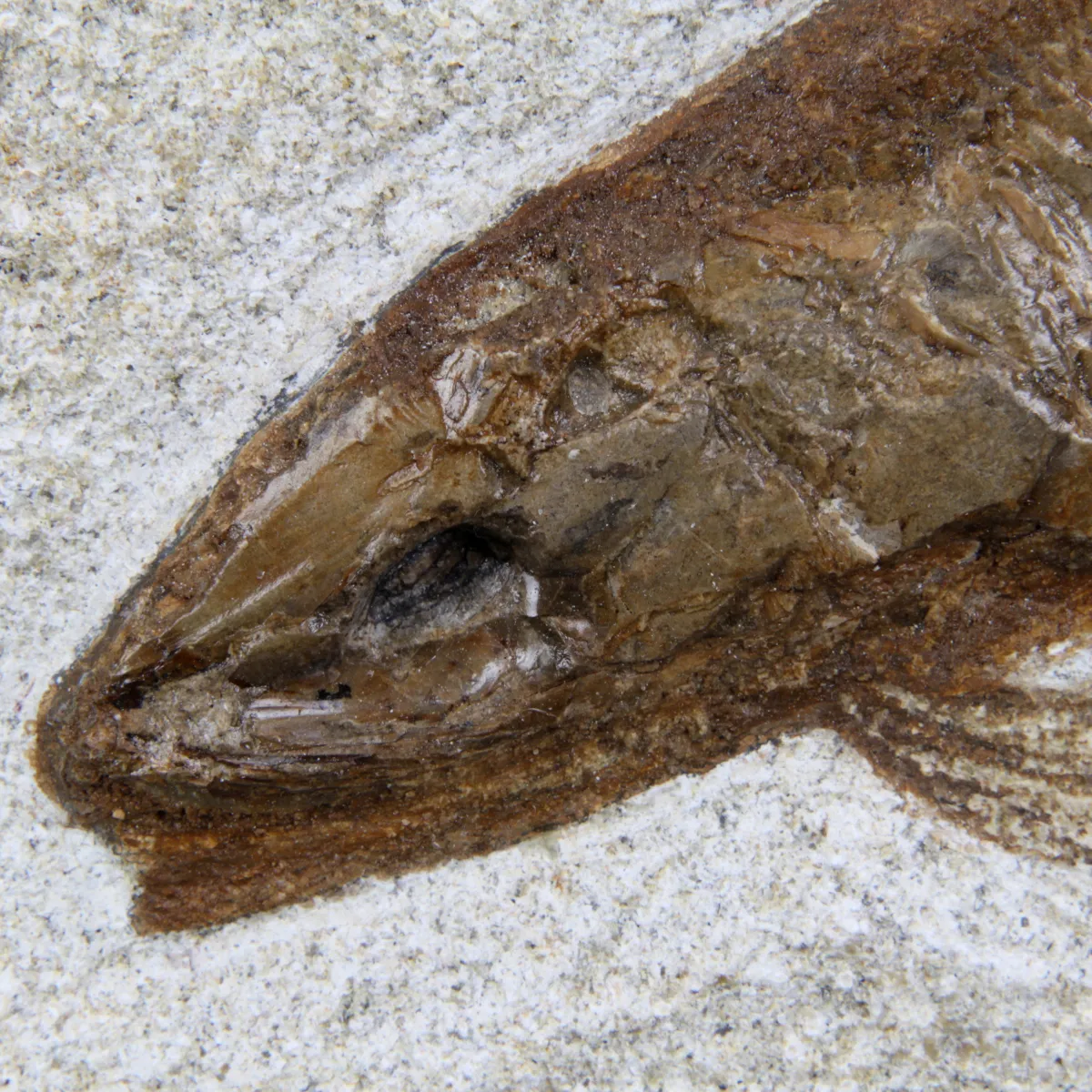 Rhacolepis Buccalis Fossili