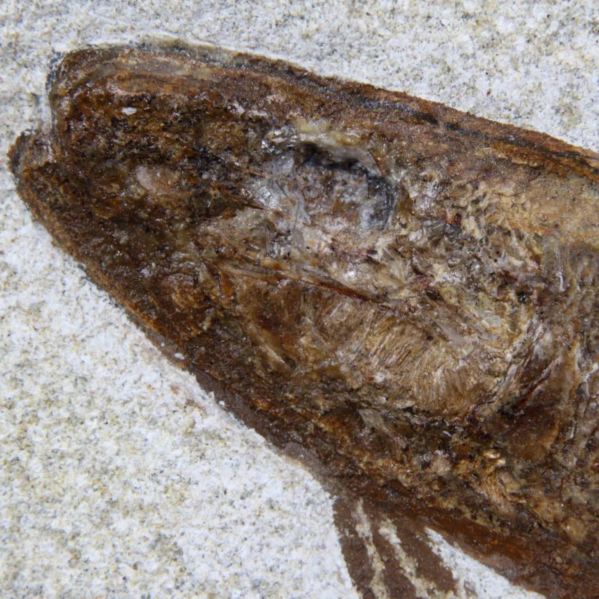 Rhacolepis Buccalis Fossili