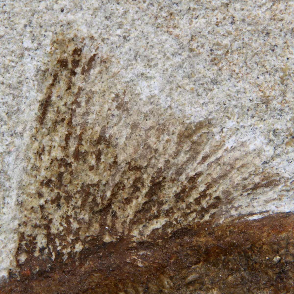 Rhacolepis Buccalis Fossili