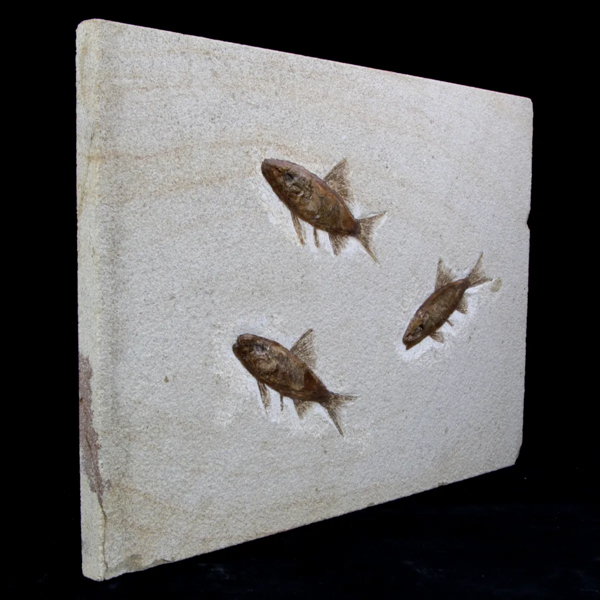 Rhacolepis Buccalis Fossili