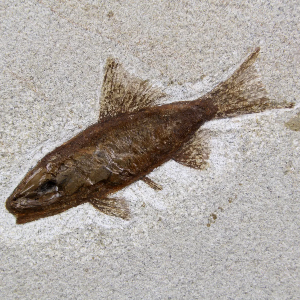 Rhacolepis Buccalis Fossili