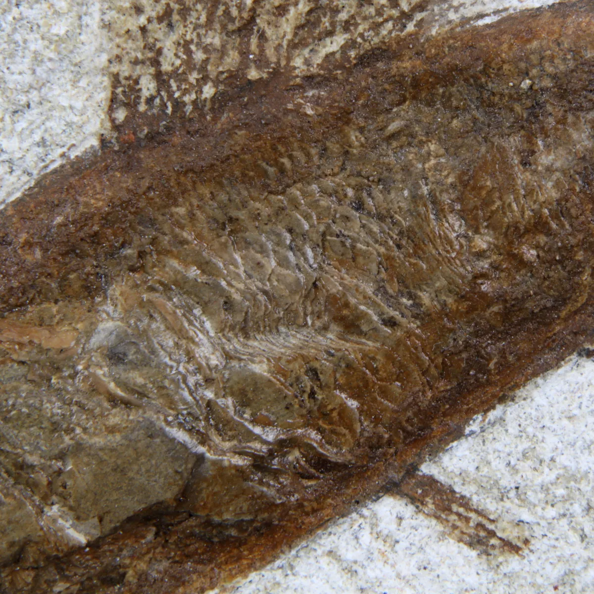 Rhacolepis Buccalis Fossili