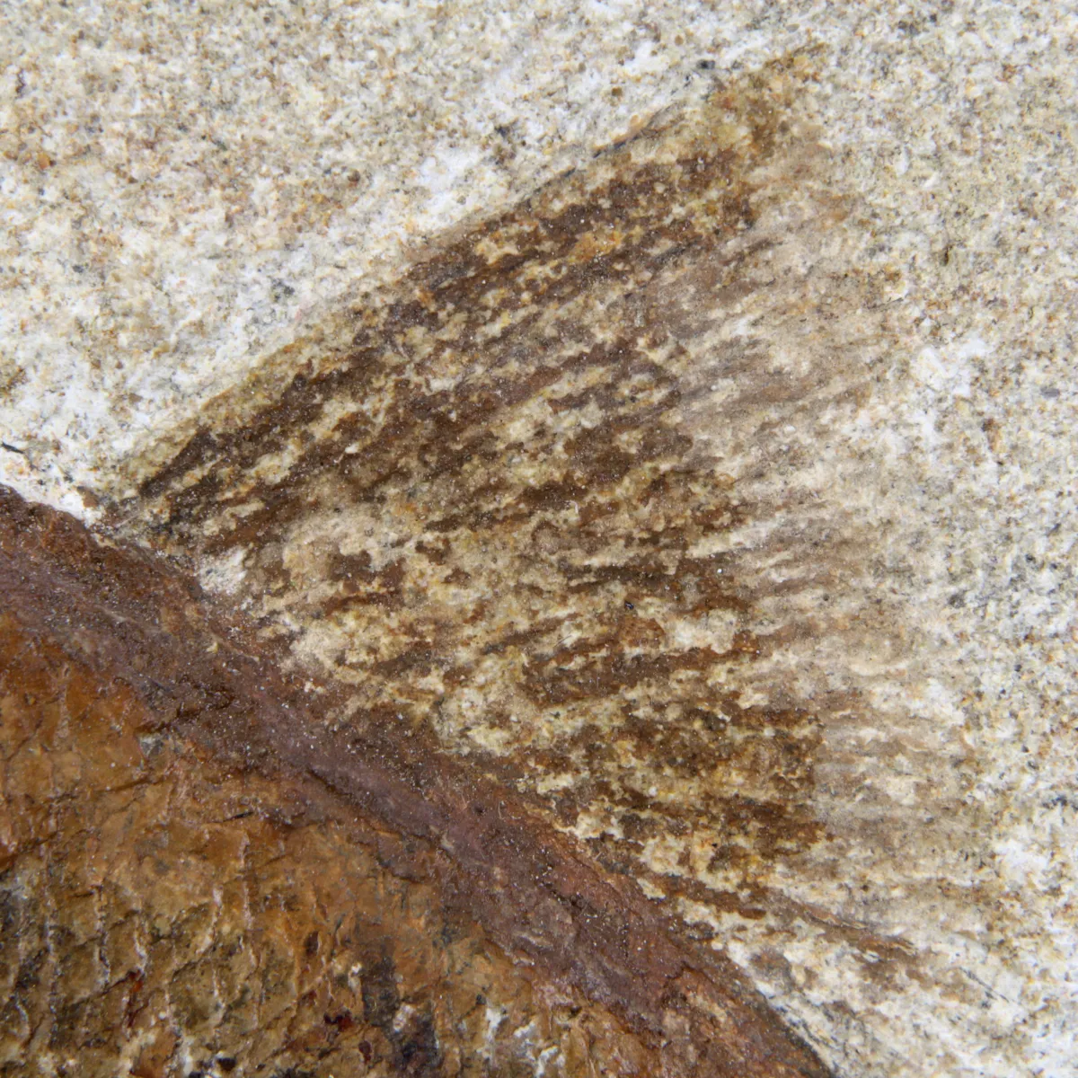 Rhacolepis Buccalis Fossili
