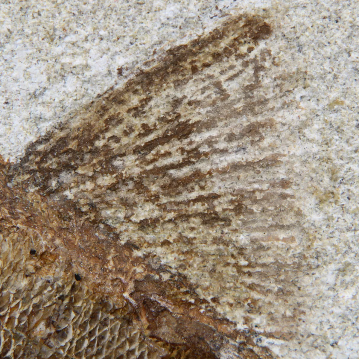 Rhacolepis Buccalis Fossili