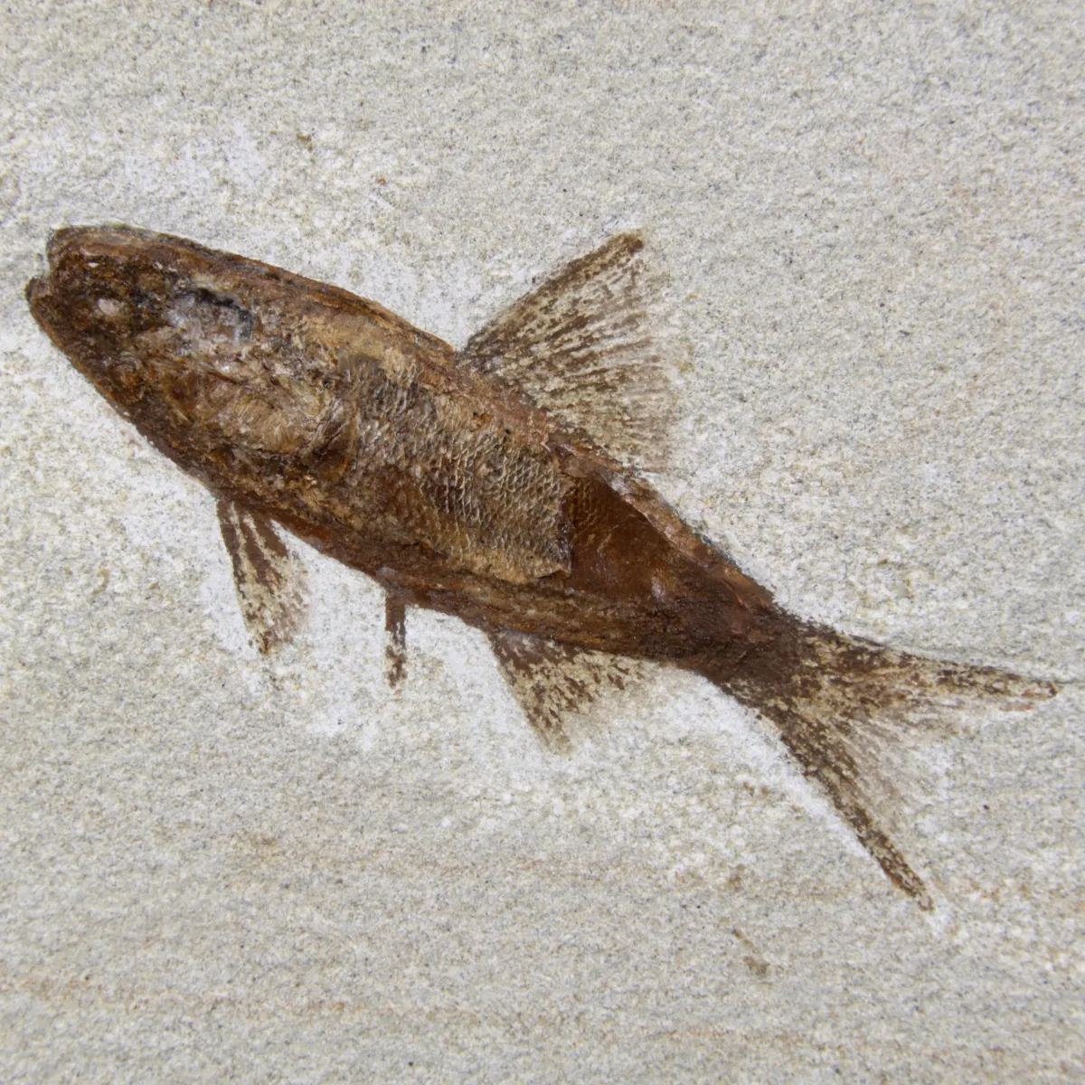 Rhacolepis Buccalis Fossili