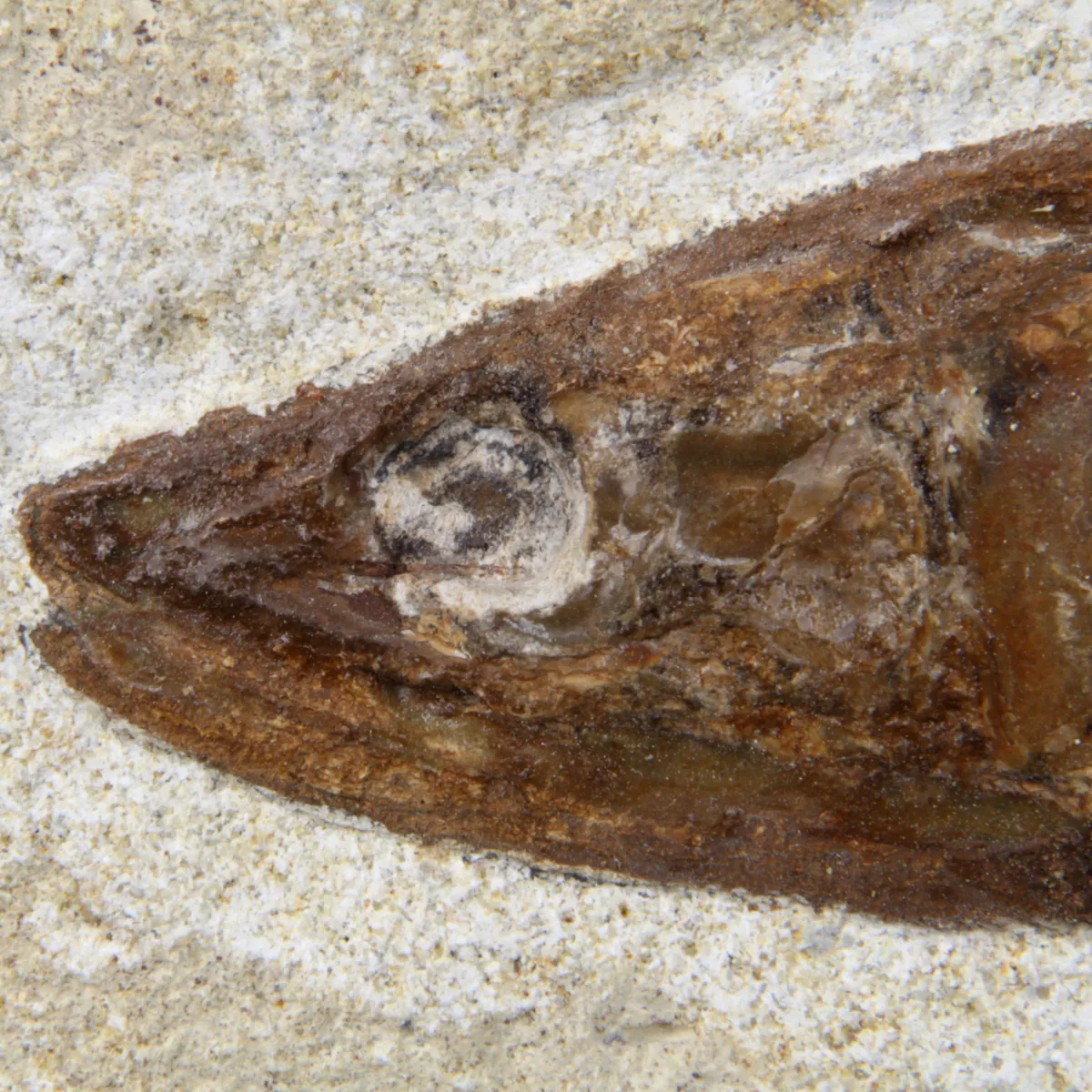 Rhacolepis Buccalis Fossili