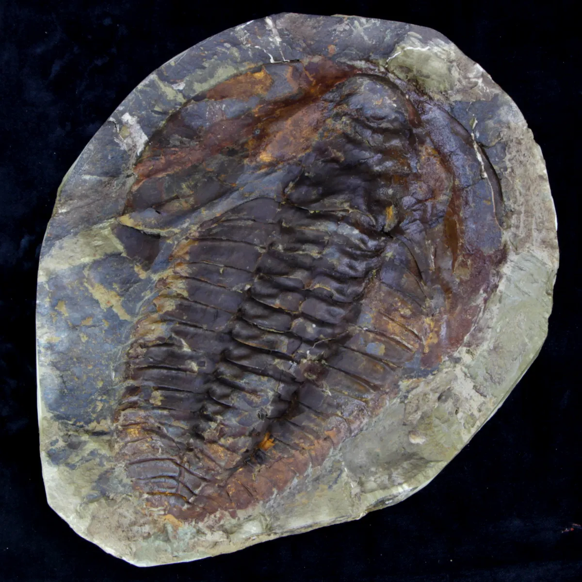 Cambropallas Telesto Geyer