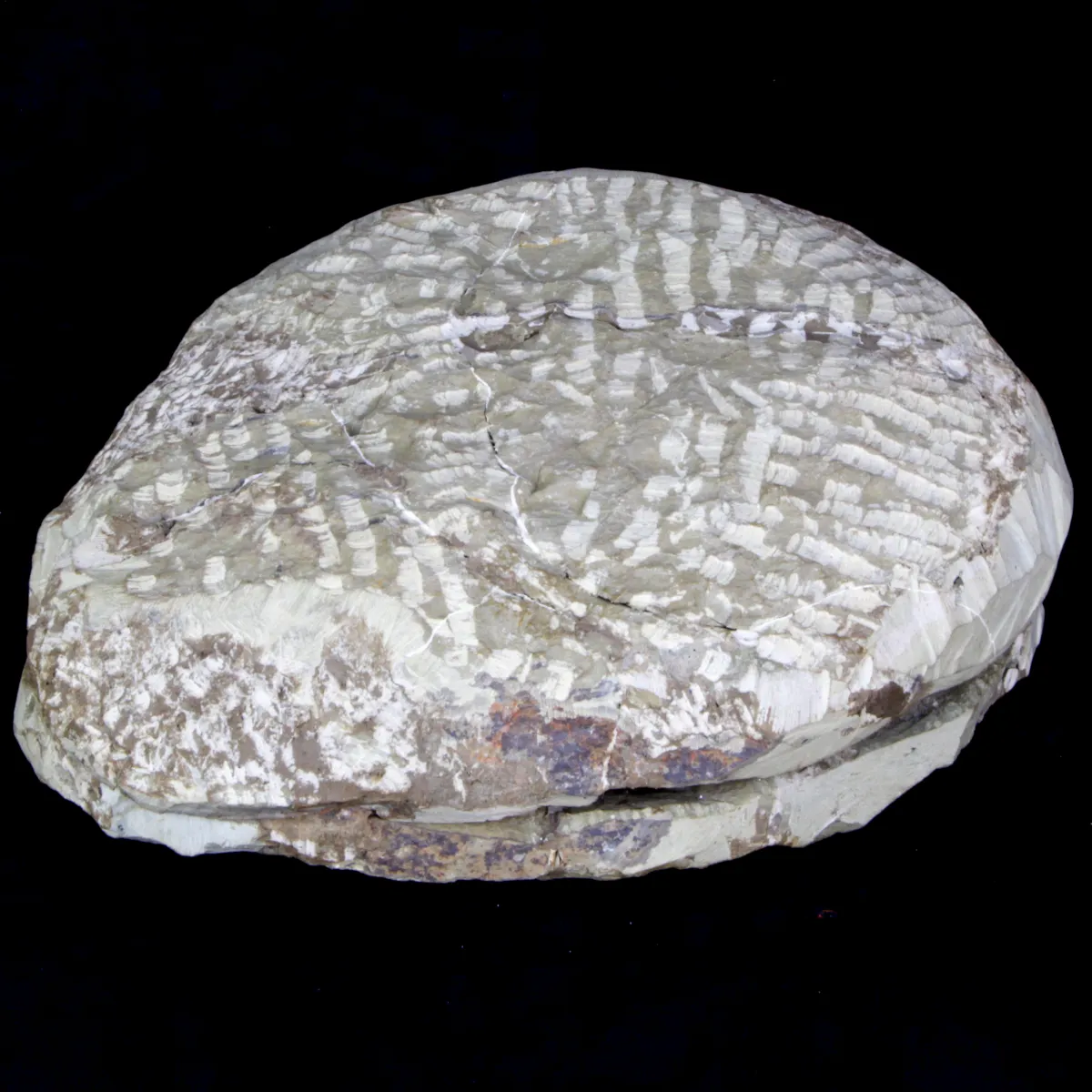 Cambropallas Telesto Geyer