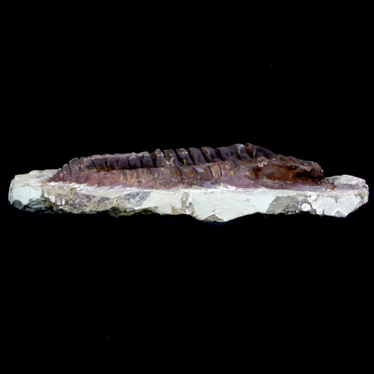 Cambropallas Telesto Geyer
