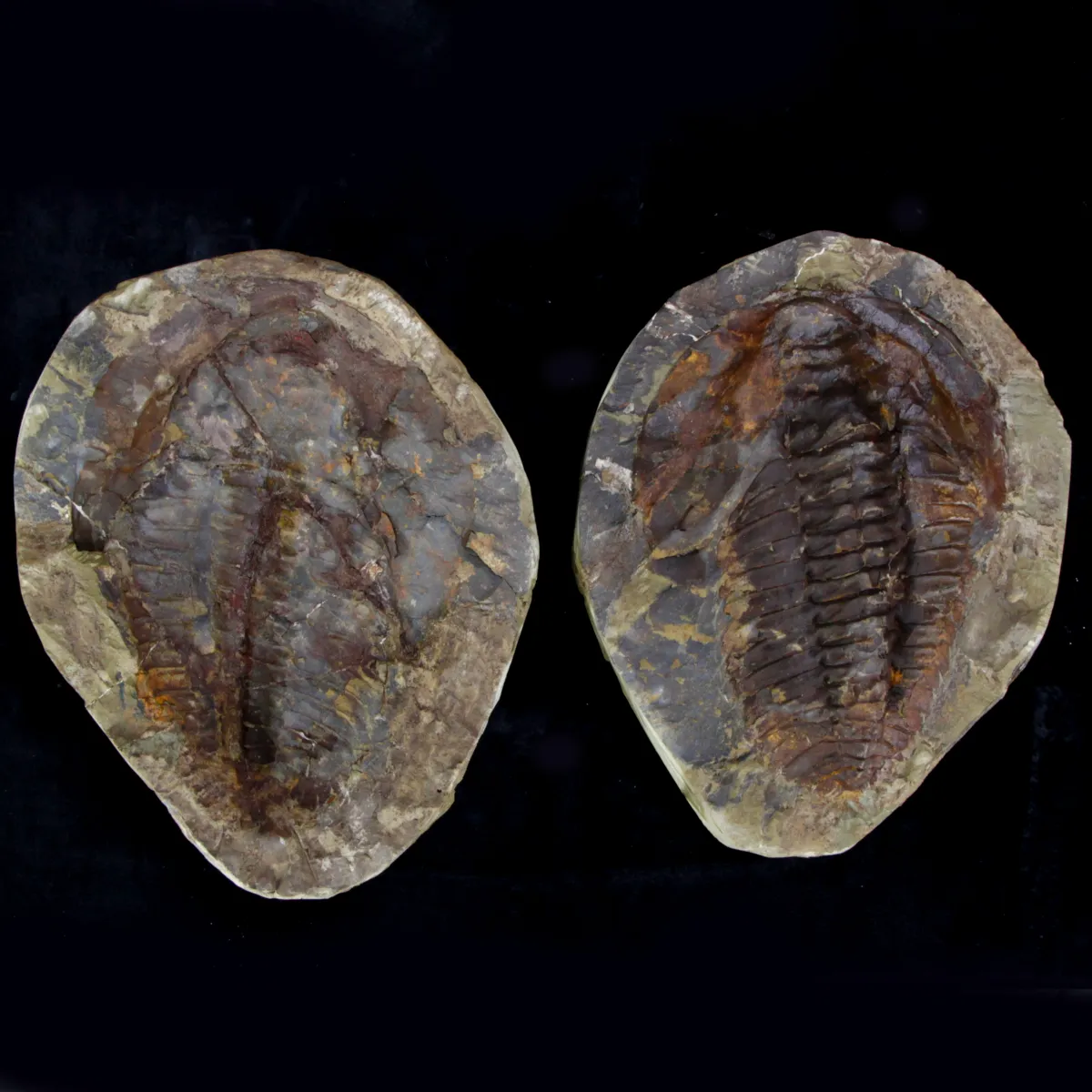 Cambropallas Telesto Geyer