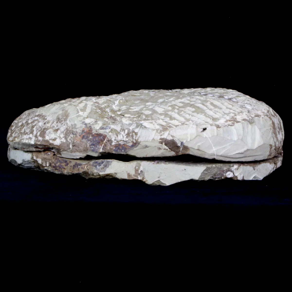 Cambropallas Telesto Geyer