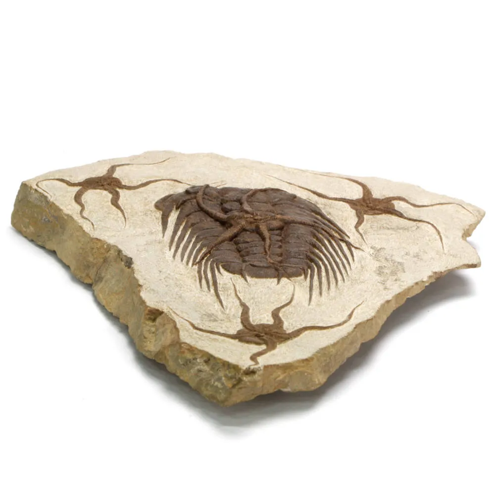 Trilobite Selenopeltis e Ophiura