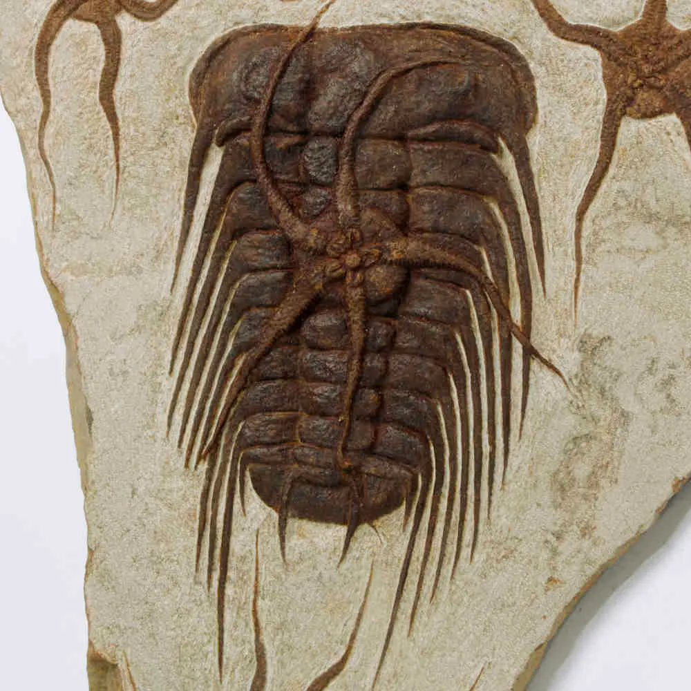 Trilobite Selenopeltis e Ophiura