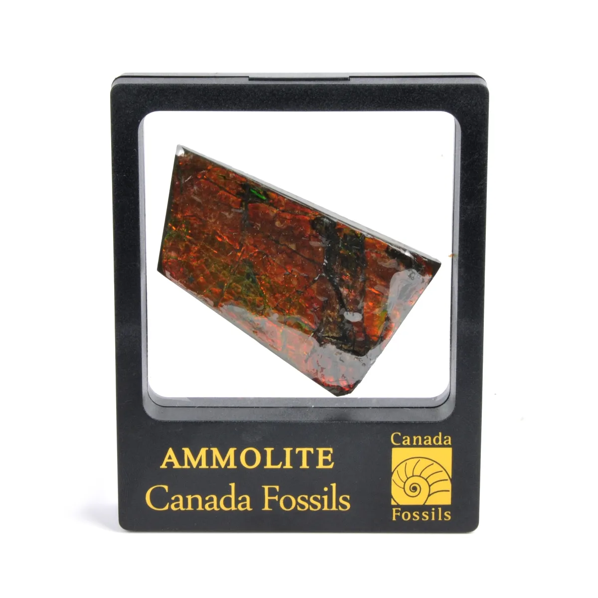 Ammolite
