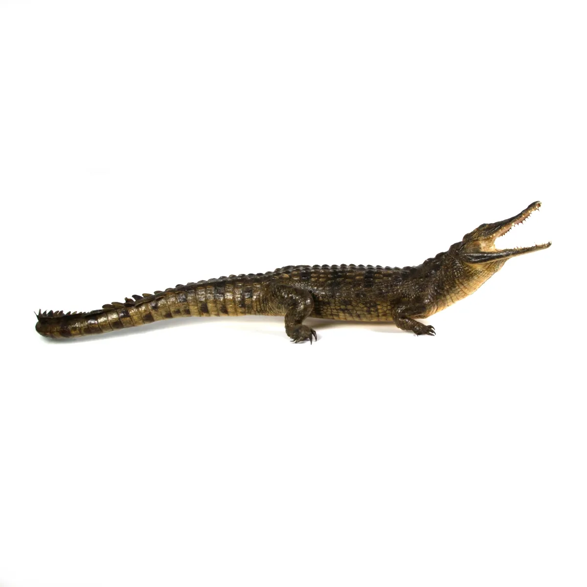 Coccodrillo imbalsamato