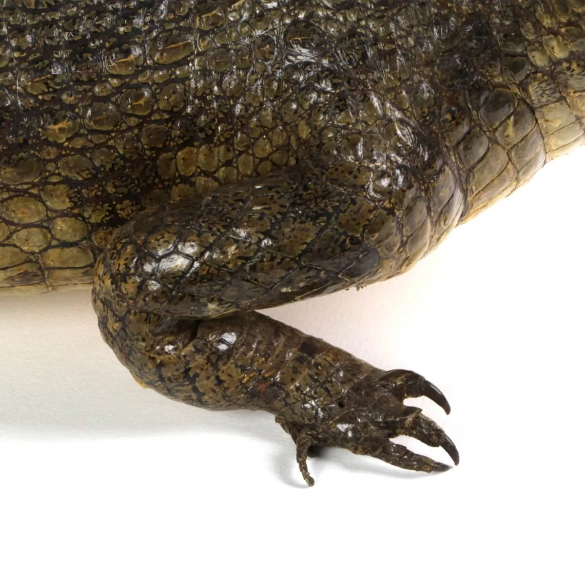 Coccodrillo imbalsamato