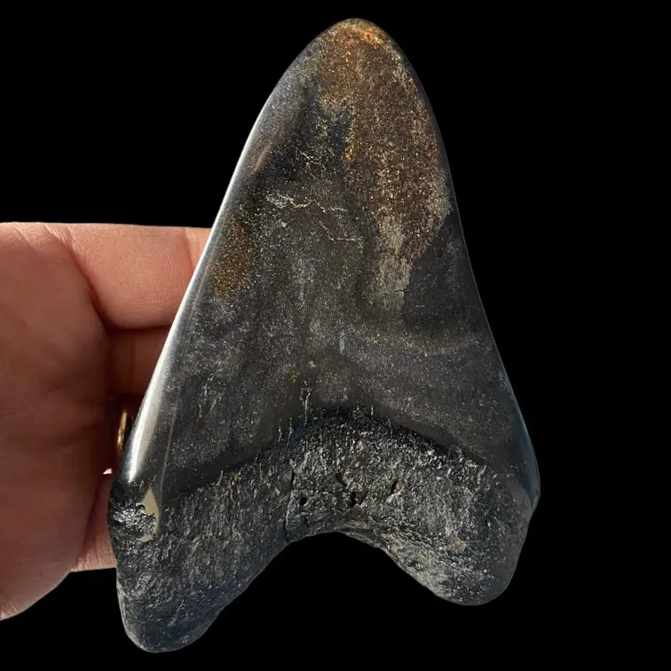 Dente di Megalodonte
