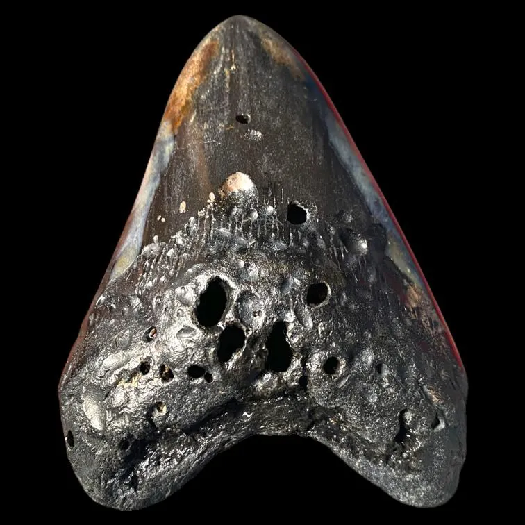 Dente di Megalodonte