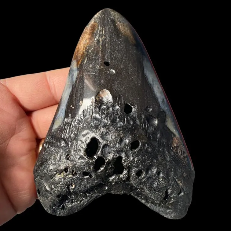 Dente di Megalodonte