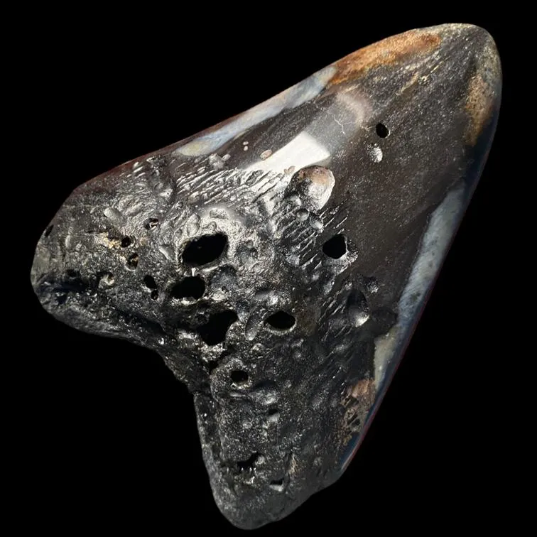 Dente di Megalodonte