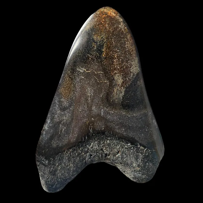 Dente di Megalodonte