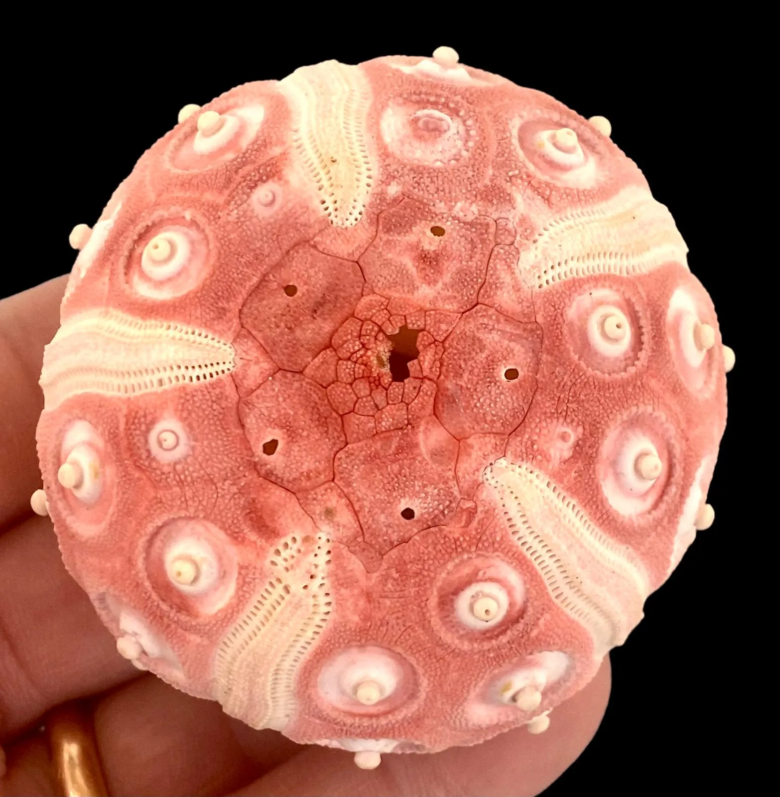 Stereocidaris Grandis var. Rubra