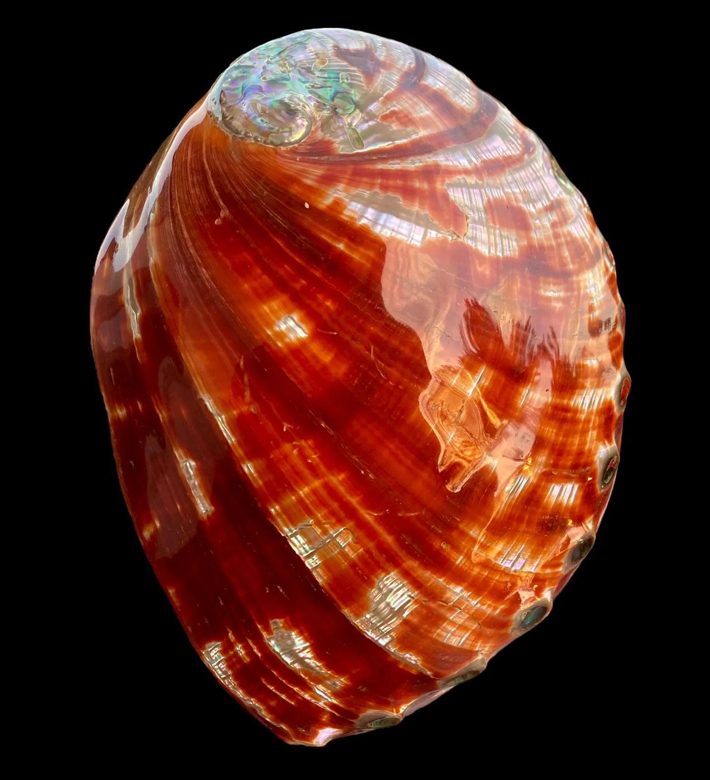 Haliotis Rufescens