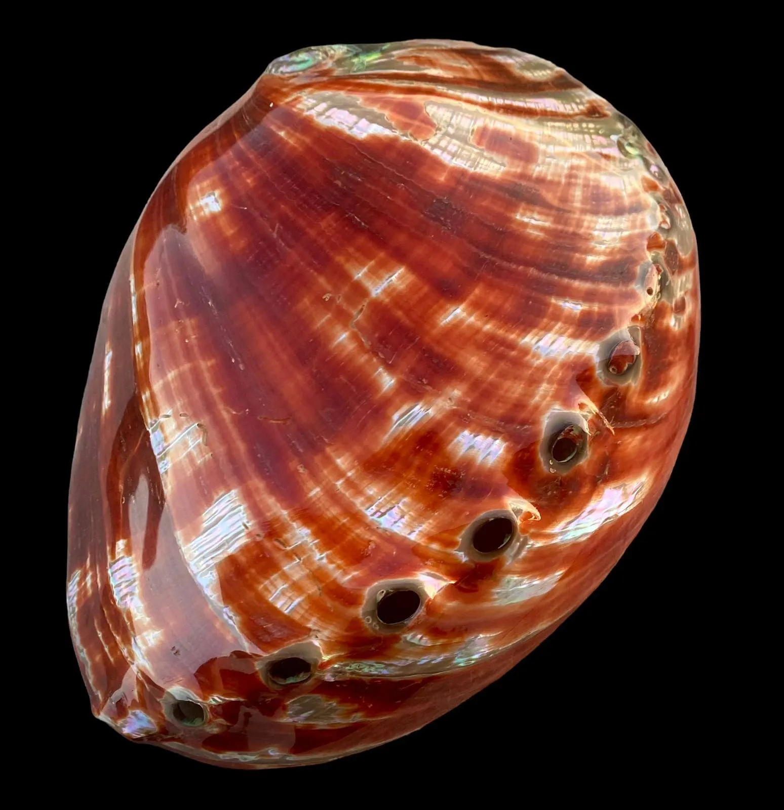 Haliotis Rufescens