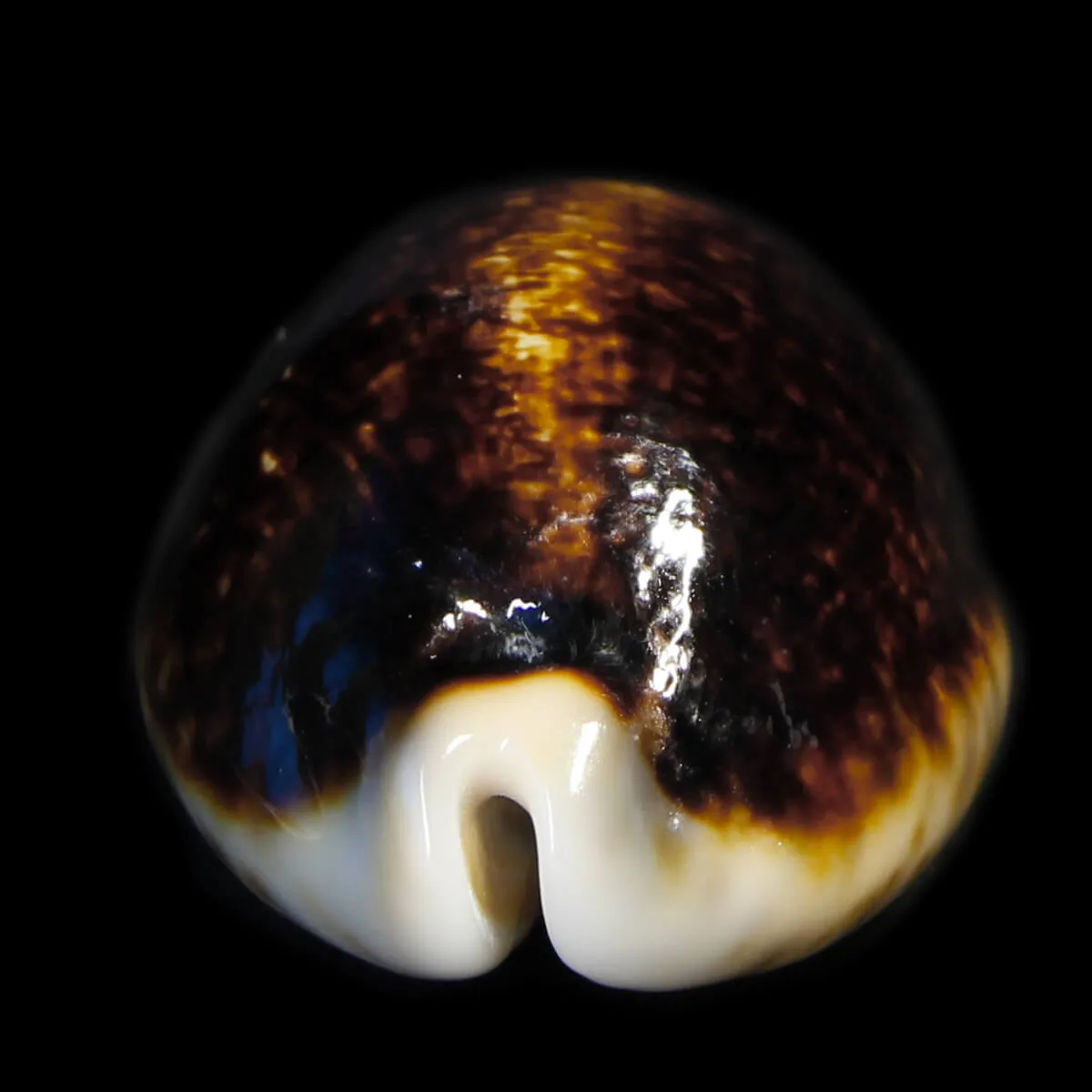Mauritia Eglantina Niger