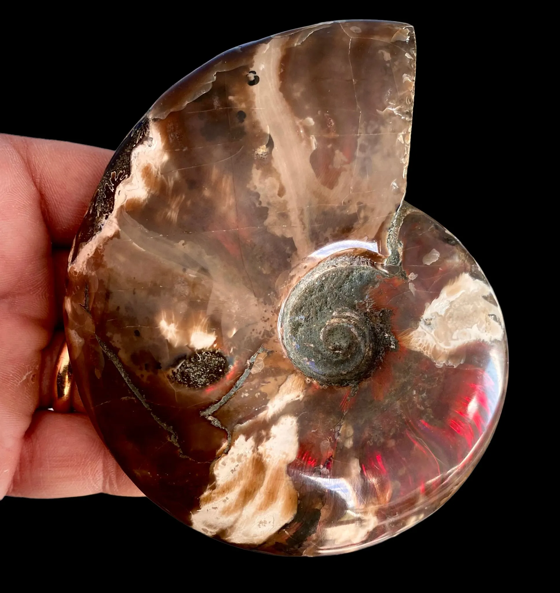 Ammonite Cleoniceras