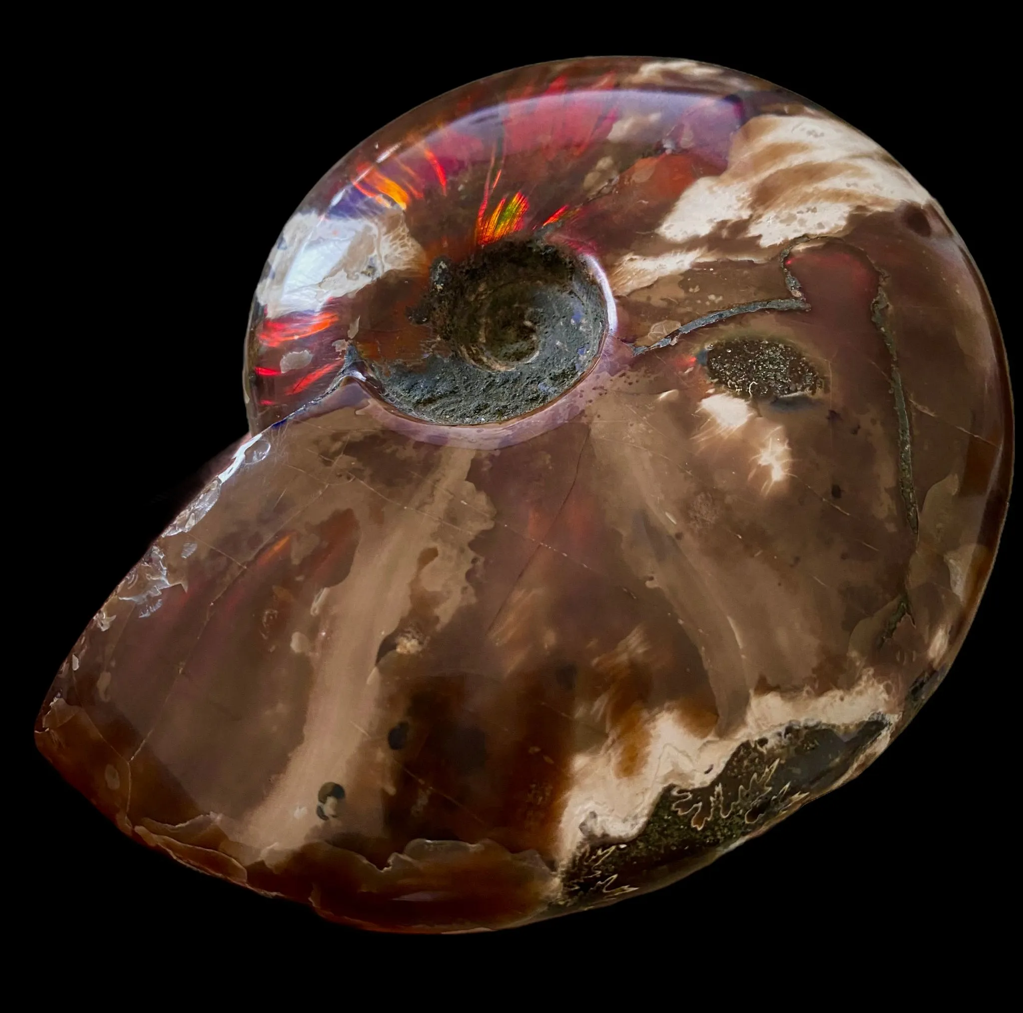 Ammonite Cleoniceras