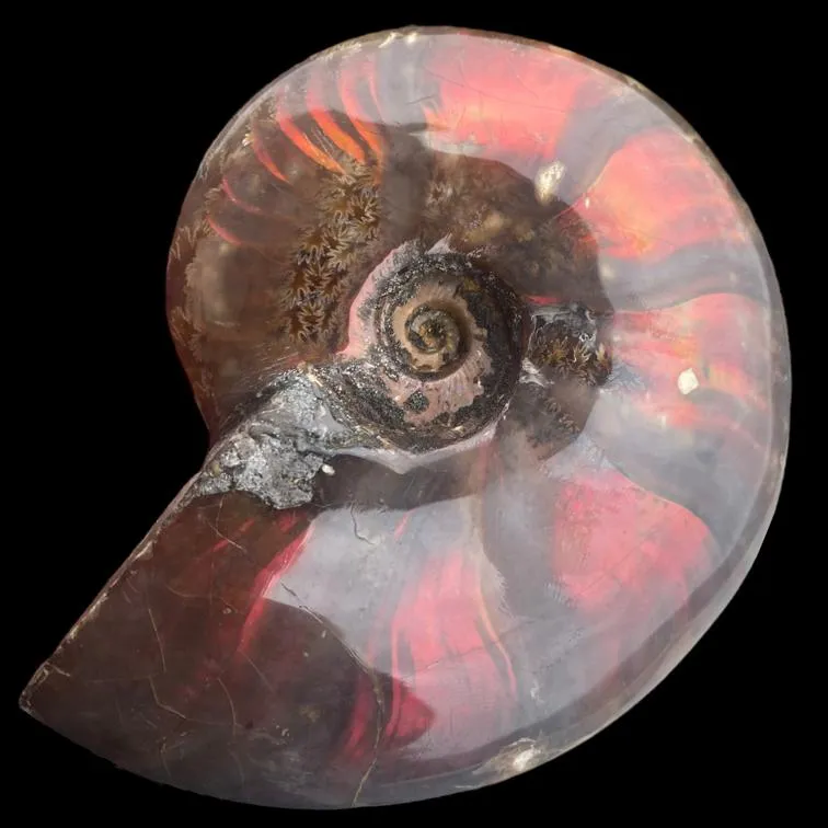 Ammonite Cleoniceras - Red Opal