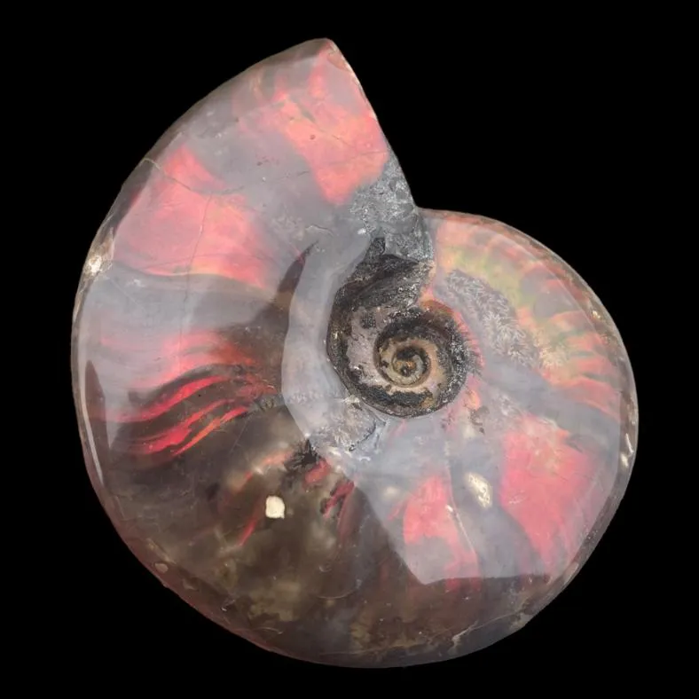 Ammonite Cleoniceras - Red Opal