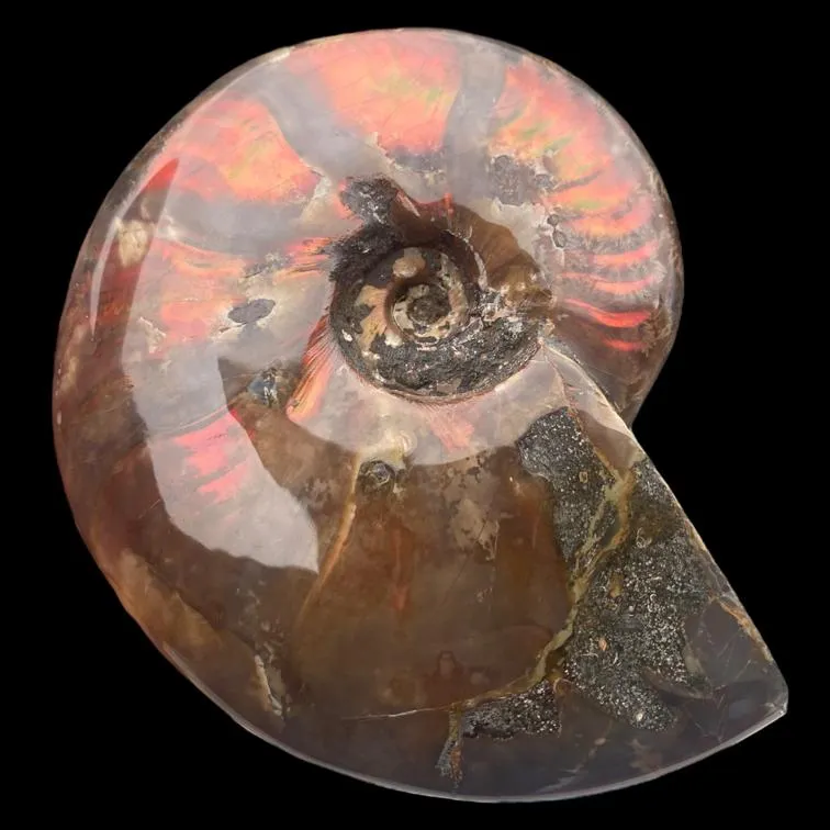 Ammonite Cleoniceras - Red Opal