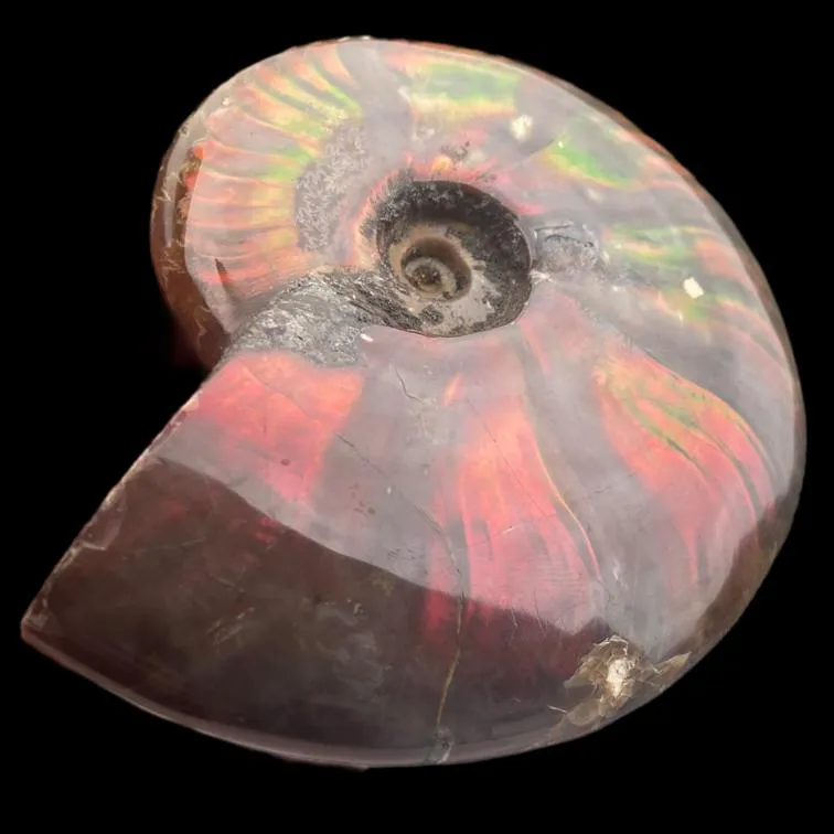 Ammonite Cleoniceras - Red Opal