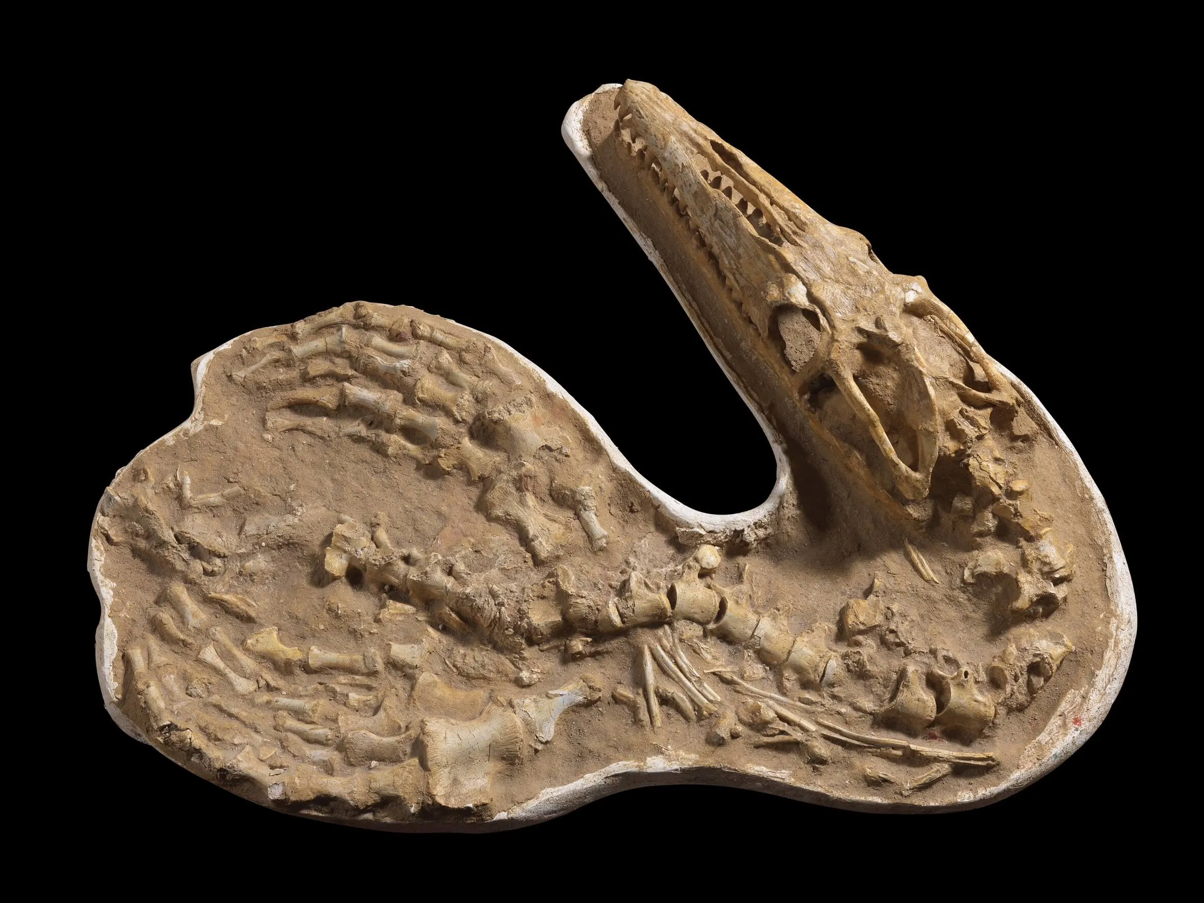 Fossile Mosasaurus