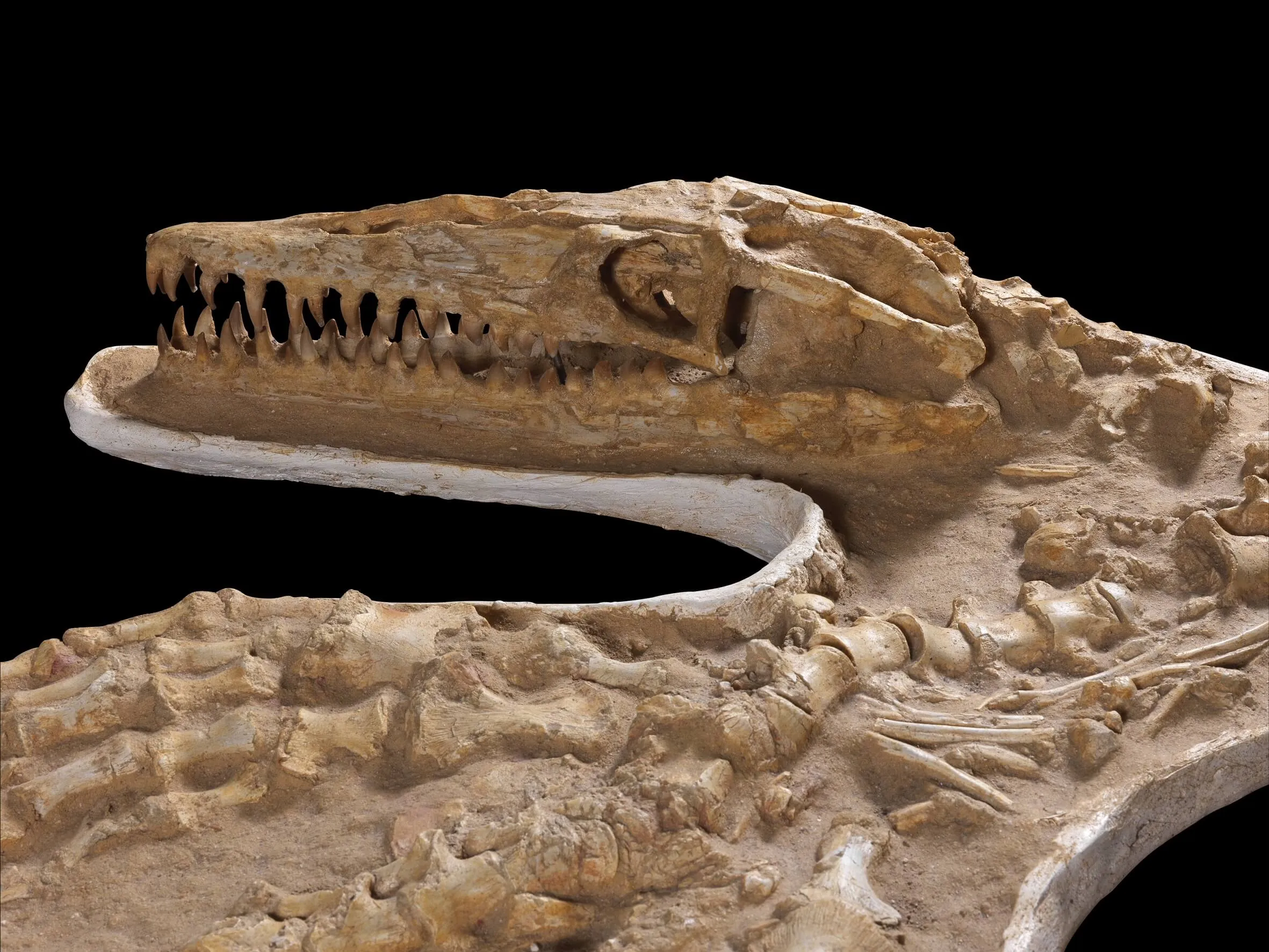 Fossile Mosasaurus