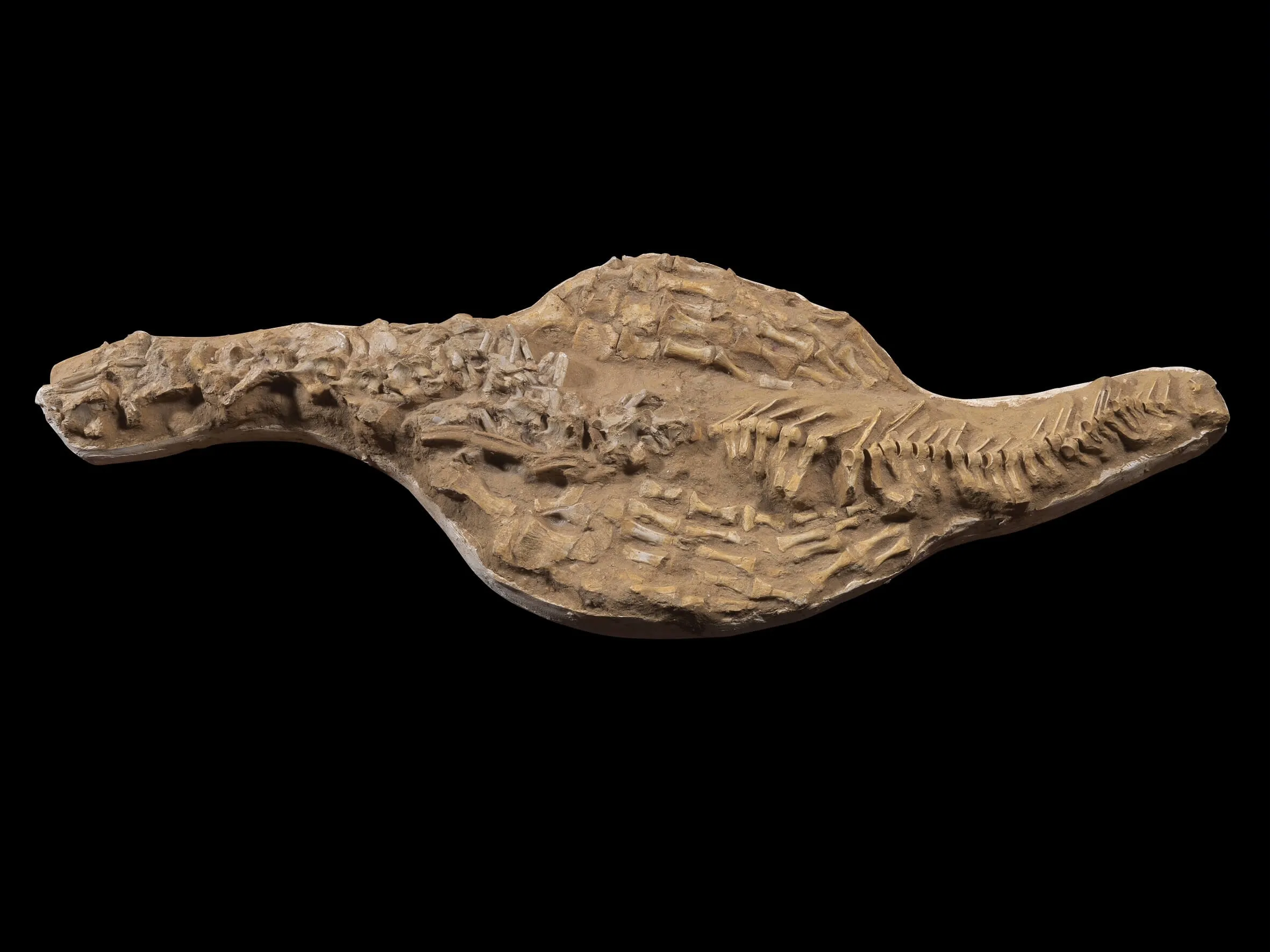 Fossile Mosasaurus