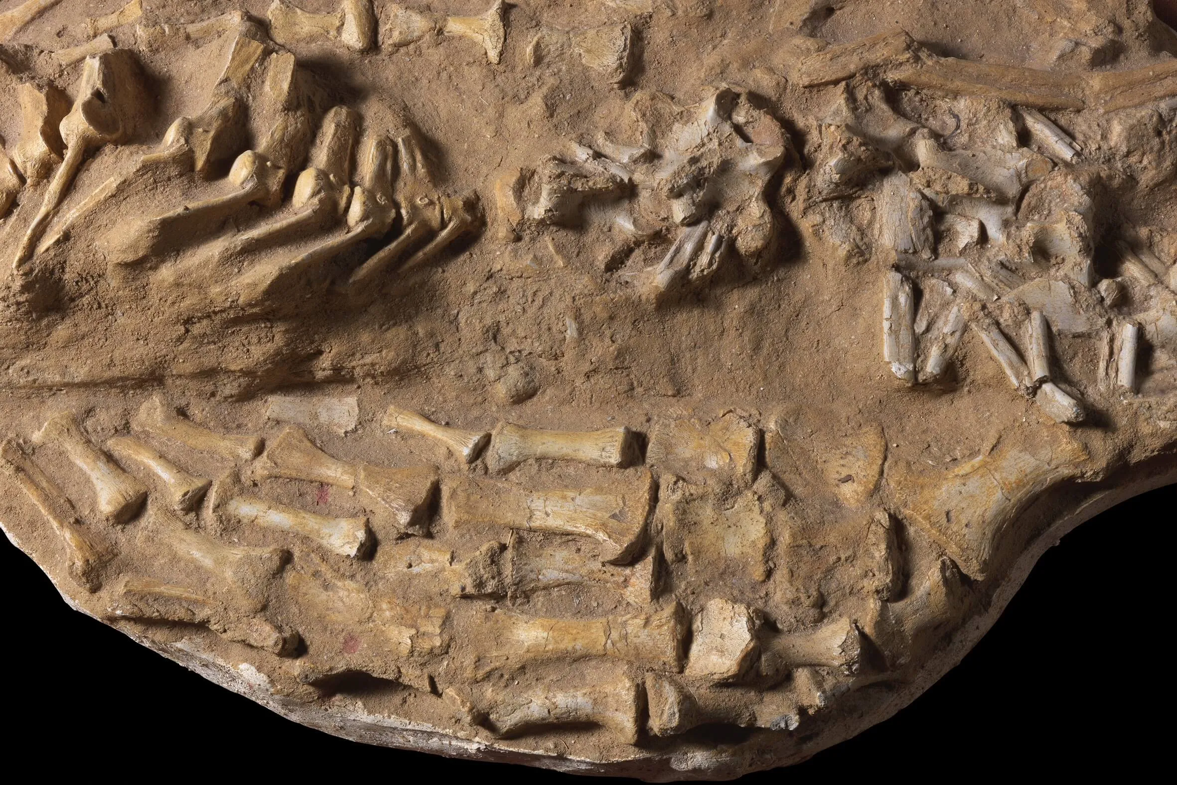 Fossile Mosasaurus